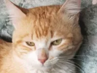 Gato raça SRD-ViraLata idade 1 ano nome Fred 