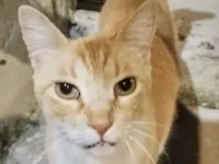 Gato raça SRD-ViraLata idade 7 a 11 meses nome Caramelo 