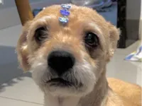 Cachorro raça Poodle idade 1 ano nome Tody 