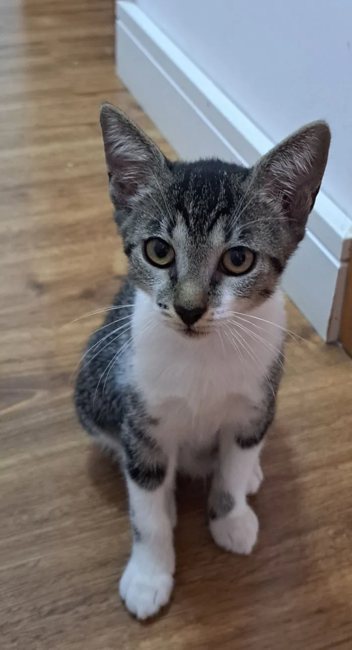 Gato raça SRD-ViraLata idade 2 a 6 meses nome Dakota