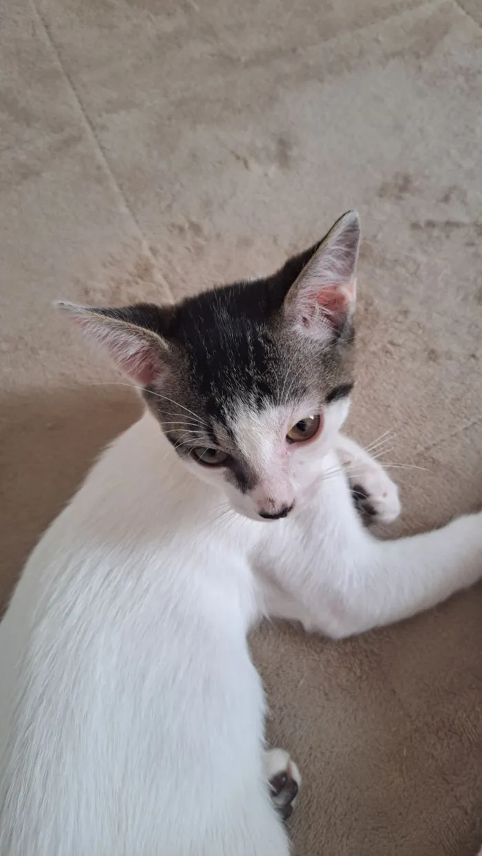 Gato raça SRD-ViraLata idade 2 a 6 meses nome Vitor Roque