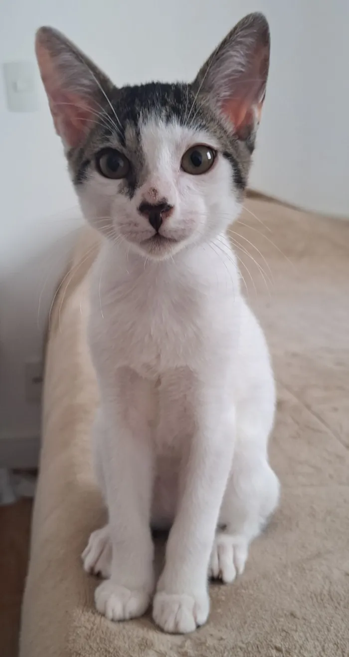 Gato raça SRD-ViraLata idade 2 a 6 meses nome Vitor Roque