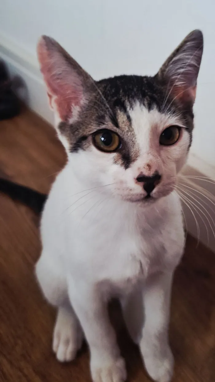 Gato raça SRD-ViraLata idade 2 a 6 meses nome Vitor Roque