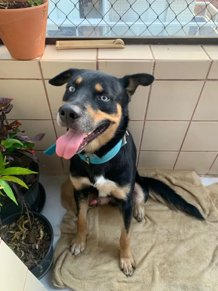 Cachorro raça SRD-ViraLata idade 2 anos nome desconhecido