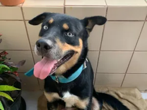 Cachorro raça SRD-ViraLata idade 2 anos nome desconhecido