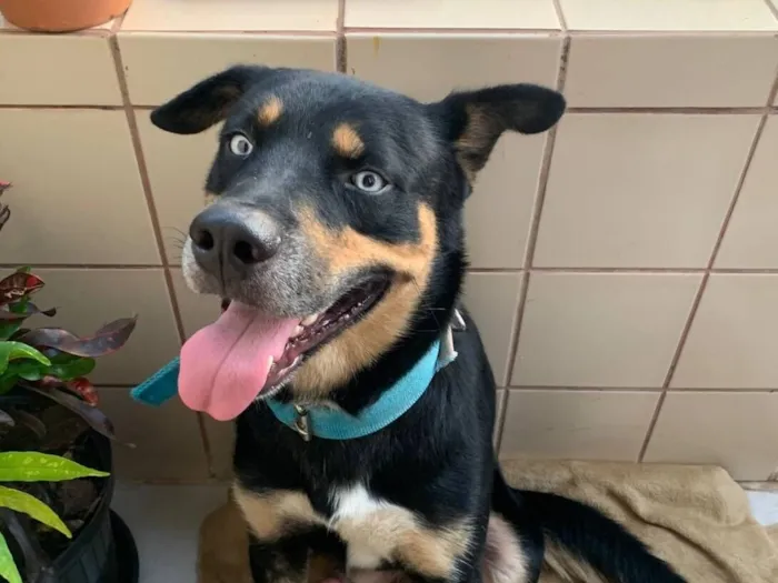 Cachorro raça SRD-ViraLata idade 2 anos nome desconhecido