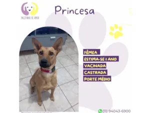Cachorro raça SRD-ViraLata idade 1 ano nome Princesa 
