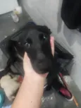 Cachorro raça Labrador idade 2 a 6 meses nome Pretinho 