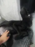 Cachorro raça Labrador idade 2 a 6 meses nome Pretinho 