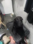 Cachorro raça Labrador idade 2 a 6 meses nome Pretinho 