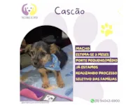Cachorro raça SRD-ViraLata idade 2 a 6 meses nome Cascão 