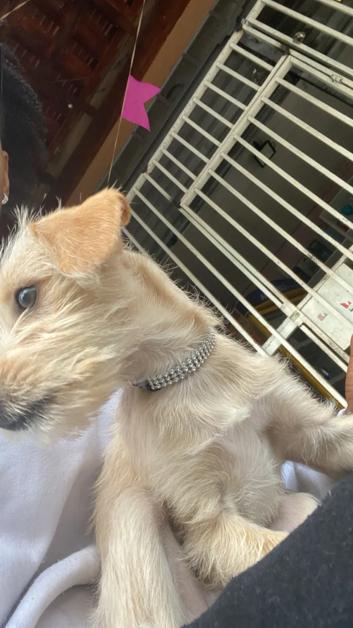 Cachorro raça SRD-ViraLata idade 2 a 6 meses nome Caramelo 