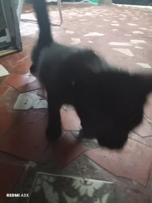 Gato raça SRD-ViraLata idade 2 a 6 meses nome BELEN NAZARETH VARGAS VARGAS