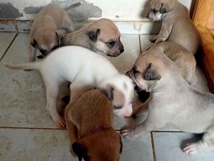 Cachorro raça SRD-ViraLata idade Abaixo de 2 meses nome Não tem nome 