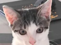 Gato raça SRD-ViraLata idade 2 a 6 meses nome Penny