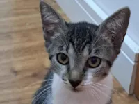 Gato raça SRD-ViraLata idade 2 a 6 meses nome Dakota