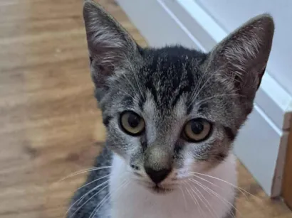 Gato raça SRD-ViraLata idade 2 a 6 meses nome Dakota