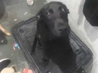 Cachorro raça Labrador idade 2 a 6 meses nome Pretinho 