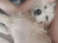 Cachorro raça SRD-ViraLata idade 2 a 6 meses nome Caramelo 