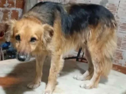 Cachorro raça SRD-ViraLata idade 7 a 11 meses nome Ruck