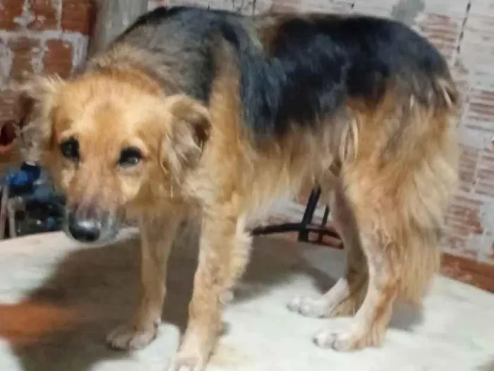 Cachorro raça SRD-ViraLata idade 7 a 11 meses nome Ruck