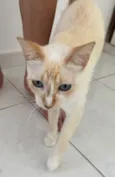 Gato raça SRD-ViraLata idade 1 ano nome Lua