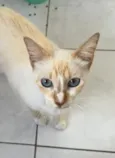 Gato raça SRD-ViraLata idade 1 ano nome Lua