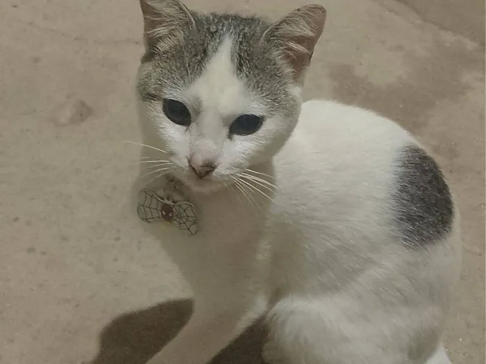 Gato raça SRD-ViraLata idade 2 anos nome Frederico