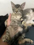 Gato raça SRD-ViraLata idade 2 a 6 meses nome 3 Filhotes