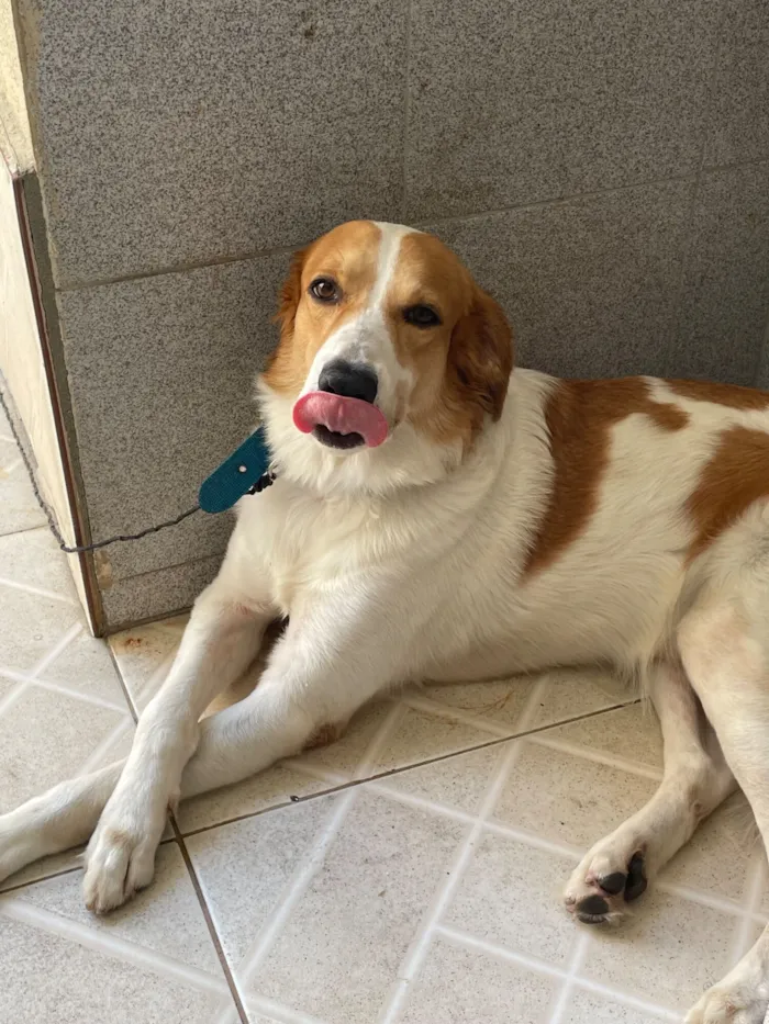 Cachorro raça Labrador idade 6 ou mais anos nome Trovão