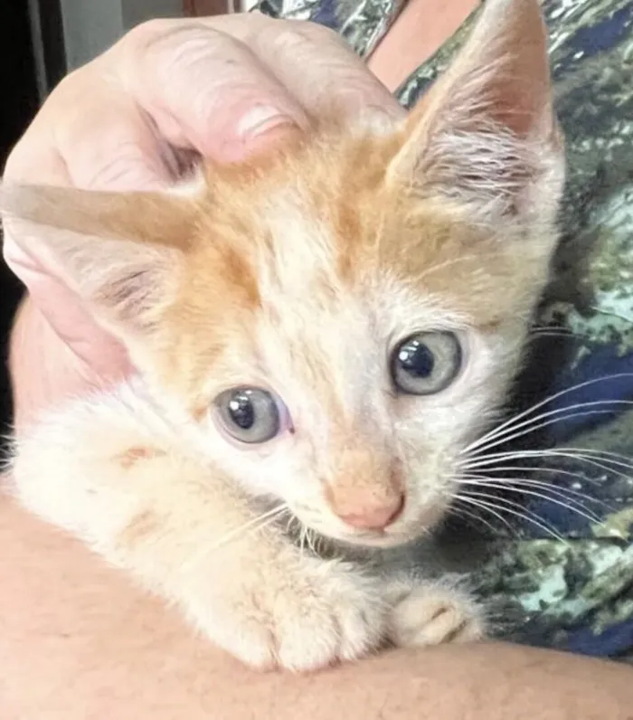 Gato raça SRD-ViraLata idade Abaixo de 2 meses nome Você escolhe 