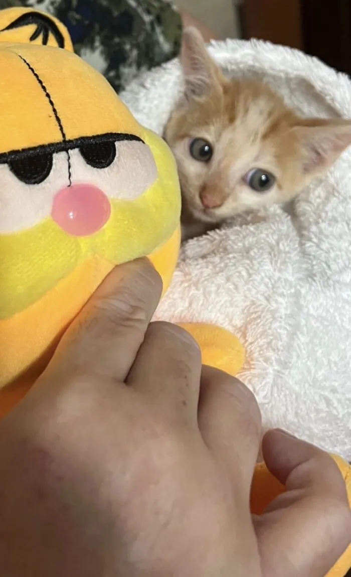 Gato raça SRD-ViraLata idade Abaixo de 2 meses nome Você escolhe 