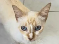 Gato raça SRD-ViraLata idade 1 ano nome Lua