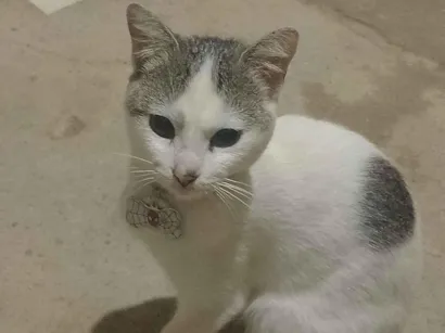 Gato raça SRD-ViraLata idade 2 anos nome Frederico