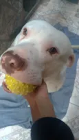 Cachorro raça Pit-Bull idade 4 anos nome Zeus