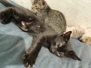 Gato raça SRD-ViraLata idade 2 a 6 meses nome 3 Filhotes