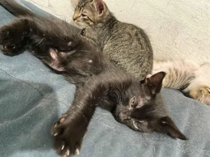 Gato raça SRD-ViraLata idade 2 a 6 meses nome 3 Filhotes