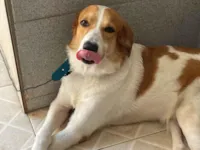 Cachorro raça Labrador idade 6 ou mais anos nome Trovão