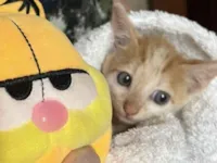 Gato raça SRD-ViraLata idade Abaixo de 2 meses nome Você escolhe 