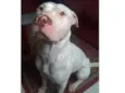 Cachorro raça Pit-Bull idade 4 anos nome Zeus
