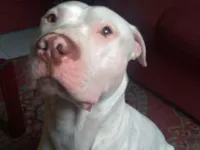 Cachorro raça Pit-Bull idade 4 anos nome Zeus