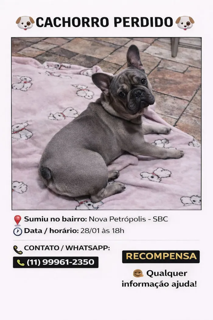 Cachorro raça Bulldog idade 7 a 11 meses nome Freddy 