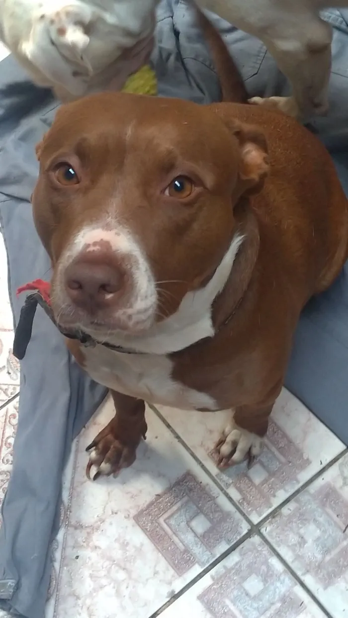 Cachorro raça Pit-Bull idade 5 anos nome Kiara 