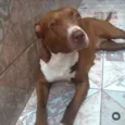 Cachorro raça Pit-Bull idade 5 anos nome Kiara