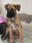 Cachorro raça SRD-ViraLata idade 2 a 6 meses nome Lola
