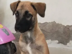 Cachorro raça SRD-ViraLata idade 2 a 6 meses nome Lola