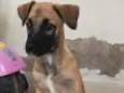 Cachorro raça SRD-ViraLata idade 2 a 6 meses nome Lola