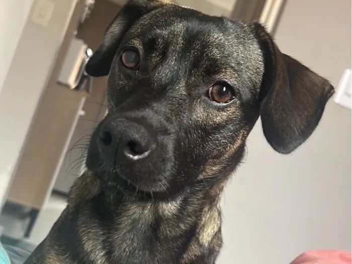 Cachorro raça SRD-ViraLata idade 1 ano nome Alvim 