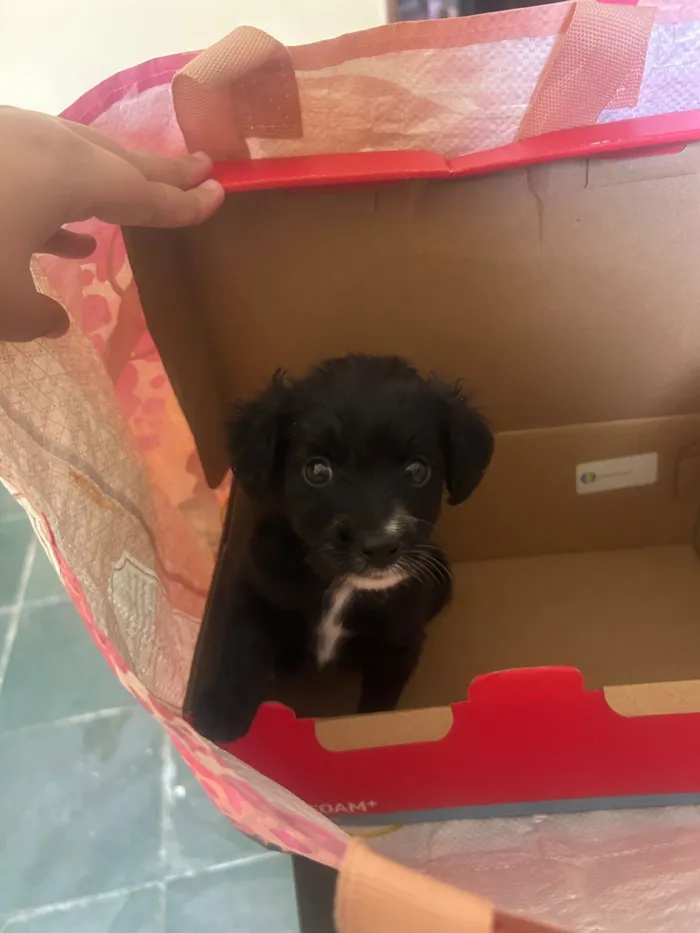 Cachorro raça SRD-ViraLata idade Abaixo de 2 meses nome Sem nome