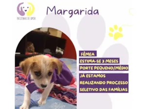 Margarida 